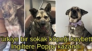 Zonguldak'ta Bir Barınaktan İngiltere'ye Taşınan Köpek Poppy'nin Değişimi Gözlerinizden Kalpler Çıkaracak!