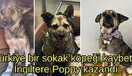Zonguldak'ta Bir Barınaktan İngiltere'ye Taşınan Köpek Poppy'nin Değişimi Gözlerinizden Kalpler Çıkaracak!