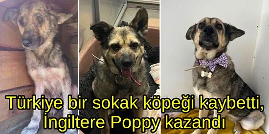 Zonguldak'ta Bir Barınaktan İngiltere'ye Taşınan Köpek Poppy'nin Değişimi Gözlerinizden Kalpler Çıkaracak!