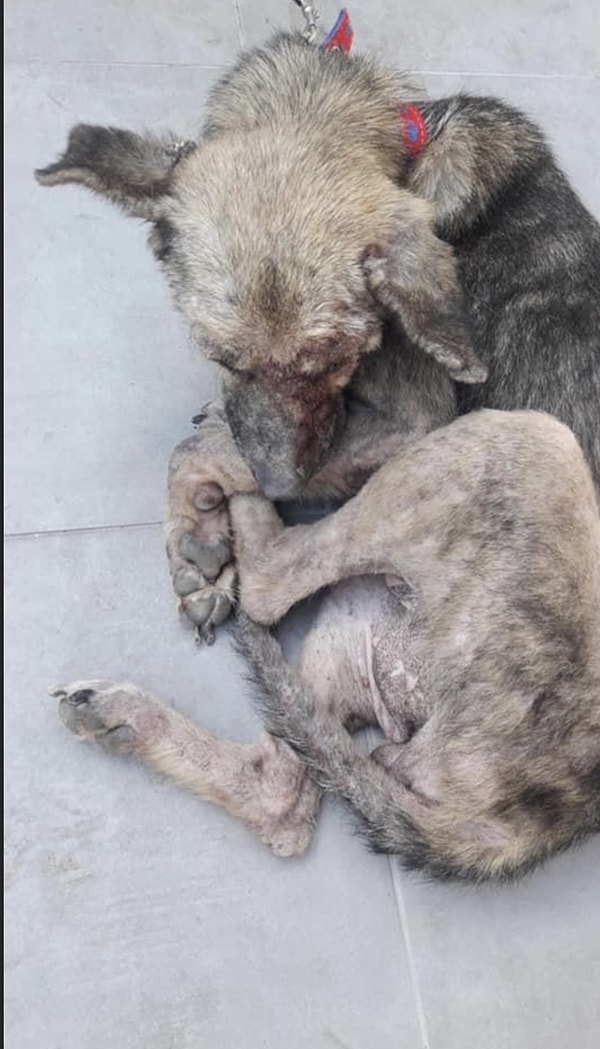 Poppy'nin bakımı, barınakta gönüllü çalışan öğretmen Doğan Yıldız tarafından özel bir klinikte yaptırıldı.