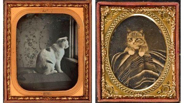 4. Başkan Lincoln ve sevgili kedileri