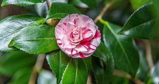 'Lavinia' Ne Demek? Özdemir Asaf'ın Meşhur Şiirinde Geçen Lavinia Kelimesinin Anlamı Ne?