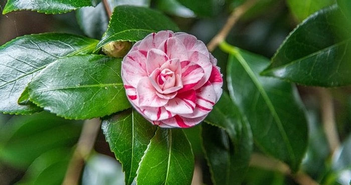 'Lavinia' Ne Demek? Özdemir Asaf'ın Meşhur Şiirinde Geçen Lavinia Kelimesinin Anlamı Ne?