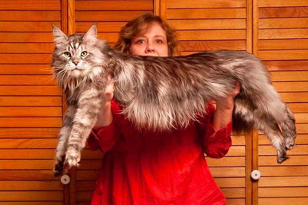 8. Dünyanın en uzun evcil kedisi Stewie