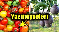 Yaz Meyveleriyle Sağlıklı Kalın! Çok Besleyici ve Bol Vitaminli Yaz Meyveleri Nelerdir?