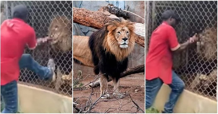 Elini Kafesin İçine Sokarak Şov Yapmaya Çalışan Bakıcının Parmaklarını Aslana Kaptırdığı Korkunç Anlar