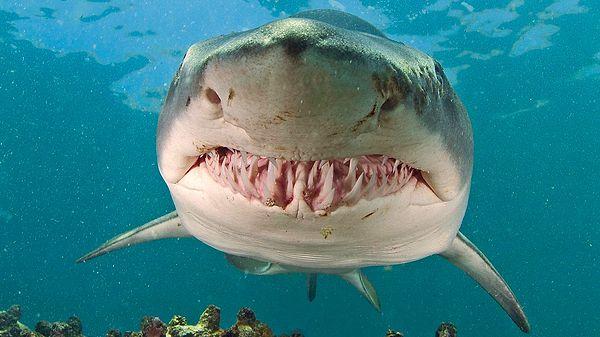 5. Kaplan kum köpek balıkları henüz anne karnındayken birbirlerini yemeye başlarlar.