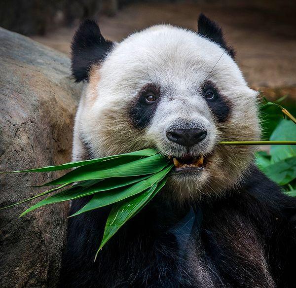 10. 2006 yılında Çin Hayvanat Bahçesi'nde bir Panda, kendisine sarılmaya çalışan sarhoş bir adama saldırdı. Adam da pandayı ısırarak karşılık verdi.