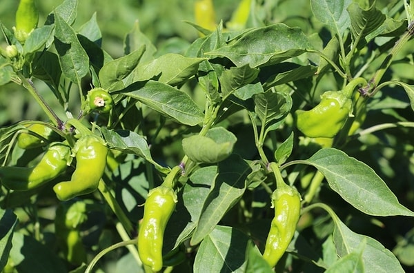 Çermik Biberi-Diyarbakır 🌶️