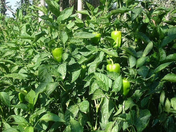 Cemele Biberi-Kırşehir 🌶️🌶️