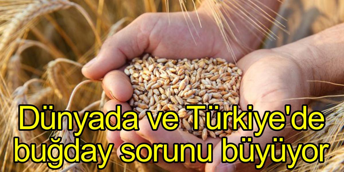 Ekmek, Aslanın Ağzında Değil İthalatta Türkiye�de Buğday Sıkıntısı Var