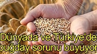 Ekmek, Aslanın Ağzında Değil İthalatta: Türkiye'de Buğday Sıkıntısı Var mı? Dünyada Ekmek Savaşı Çıkar mı?