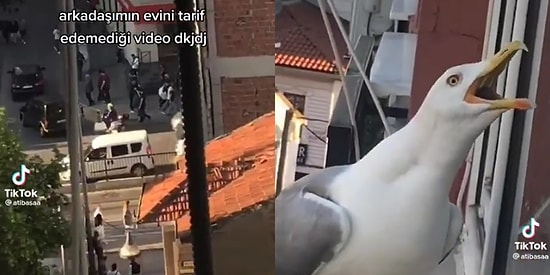 Ne Öyle Geliyorsun, Aklımız Gitti: Arkadaşına Yol Tarif Ederken Martının Gazabına Uğrayan Genç