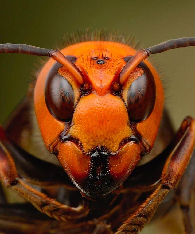3. Amerika Birleşik Devletleri'ne özgü korkutucu bir dev katil eşek arısı: