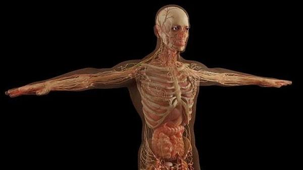 5. İnsan vücudunun en ağır organı hangisidir?