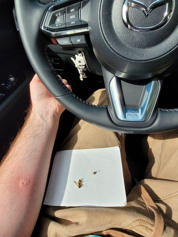 5. "Araba sürerken bir yaban arısı arabamın camına uçtu ve beni soktu."