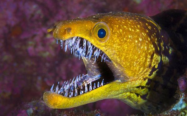 12. Moray yılan balıklarının, Alien filmindeki Xenomorph gibi bir dizi iç çenesi vardır.