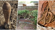 Yılan Yuvası, Top Mermisi... İnsanların Bahçelerinde Bulduğu Bu Garip Şeylere Çok Şaşıracaksınız