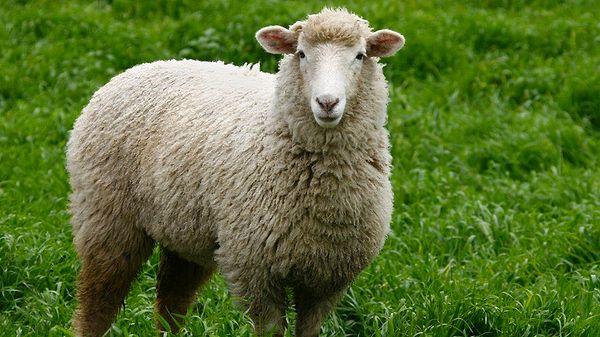 14. Danimarka'nın Fareo Adaları'nda ülkedeki insanların iki katı kadar koyun vardır.