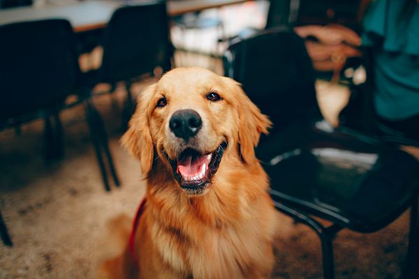 1. "Erkek arkadaşımın ailesiyle ilk tanıştığımda henüz yeni bir golden retriever yavrusu sahiplenmişlerdi...