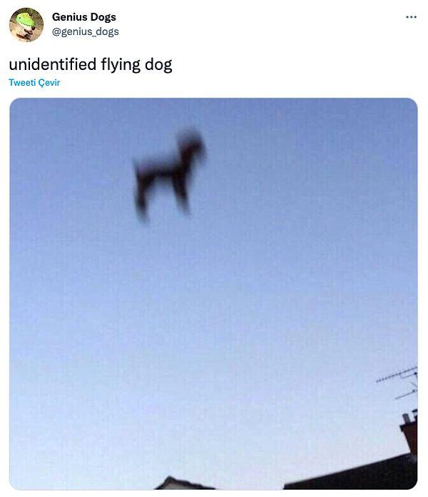 10. "Tanımlanamayan uçan köpek"