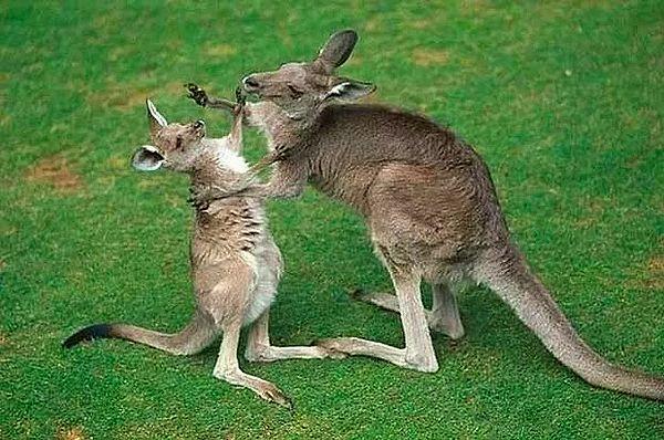 8. Kangurular geriye doğru zıplayamazlar.