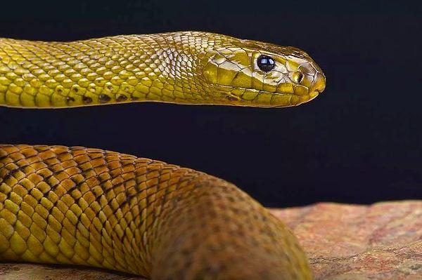 10. Yılanların göz kapakları yoktur. Eğer bir yılanın göz kırptığını görüyorsanız, o muhtemelen bacaksız bir kertenkeledir.