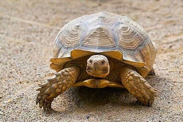 13. Kaplumbağalar popolarından nefes alır.