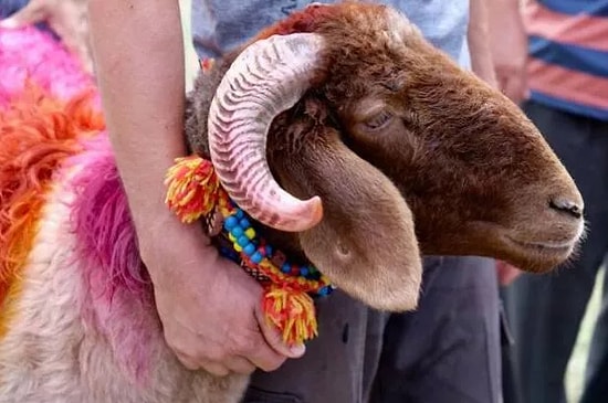 2022 Vekalet Yoluyla Kurban Kesim Bedeli Belli Oldu mu?