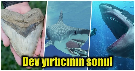 Son Çalışmalara Göre Devasa Megalodonların Sonunu Büyük Beyaz Köpekbalıkları Getirmiş Olabilir!