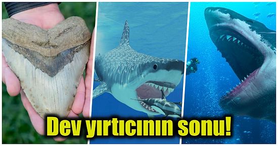 Son Çalışmalara Göre Devasa Megalodonların Sonunu Büyük Beyaz Köpekbalıkları Getirmiş Olabilir!