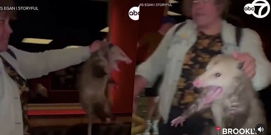 Brooklyn'de Restaurana Giren Possumu Ensesinden Yakalayan Alaskalı Kadın Müşterileri Dehşet İçinde Bıraktı