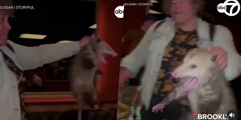 Brooklyn'de Restaurana Giren Possumu Ensesinden Yakalayan Alaskalı Kadın Müşterileri Dehşet İçinde Bıraktı