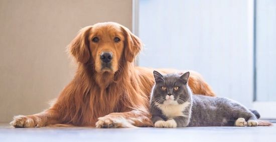 Köpek İnsanı mısın Yoksa Kedi İnsanı mı?