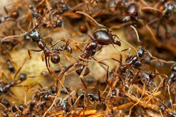 1. "Asker karıncalar yüksek su taşkınları sırasında 'toplar' yaparlar. Bu toplar yuvarlanır ve her karıncanın nefes almasına yardımcı olur."