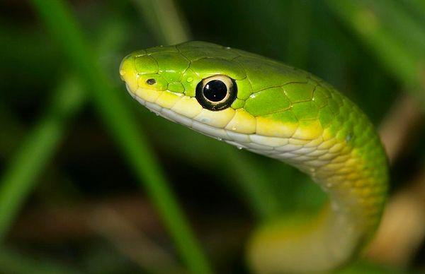 9. "Yılanların göz kapakları yoktur. Bir yılanın gözünü kırptığını görürseniz, bu bacaksız bir kertenkeledir."