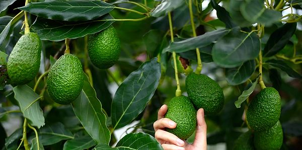 Avokadoda bulunan vitamin ve mineraller kalp sağlığı için gereklidir.