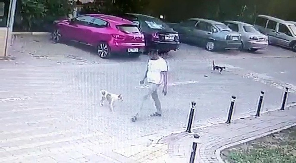 Yolun Ortasında Duran Köpeğe Sebepsizce Tekme Attı: 'Hayvana Zalimce Muamelede Bulunmak' Suçundan Soruşturma