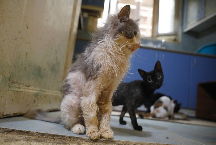 Büyükada'da Kedilerde Salgın İddiası: '4 Ayda 700 Kedi Öldü'