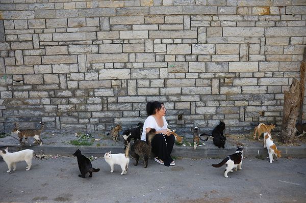 Adalar Belediyesi'nden ise kedi ölümleri ile ilgili açıklama yapılmadı.