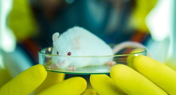 2011'de yayımlanan bir çalışmada dişi farelerin, çiftleşmede T. gondii taşıyan erkek fareleri tercih ettiği görülmüştü.