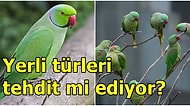 Ülke Faunasını Bozup İstilacı Oldukları İçin Yok Edilmeleri Planlanan Yeşil Papağanlar Gerçekten Tehlikeli mi?