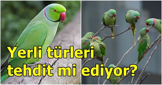 Ülke Faunasını Bozup İstilacı Oldukları İçin Yok Edilmeleri Planlanan Yeşil Papağanlar Gerçekten Tehlikeli mi?