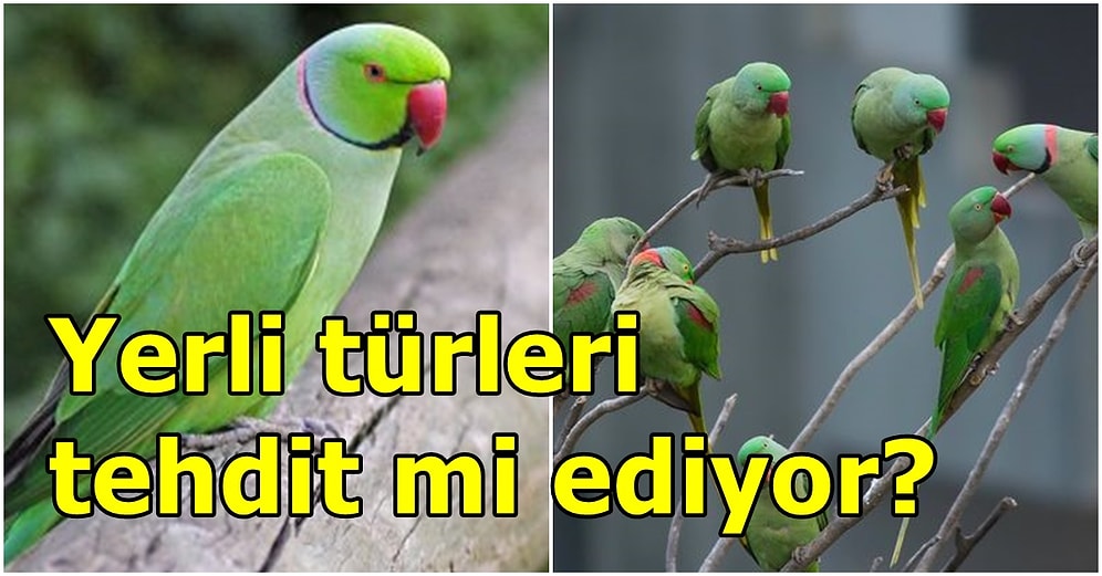 Ülke Faunasını Bozup İstilacı Oldukları İçin Yok Edilmeleri Planlanan Yeşil Papağanlar Gerçekten Tehlikeli mi?
