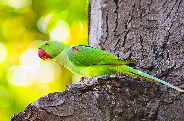 Ülkemize satış dahil pek çok sebeple gelen yeşil papağanların bilinen ilk istilası aslında bir kazayla gerçekleşiyor.