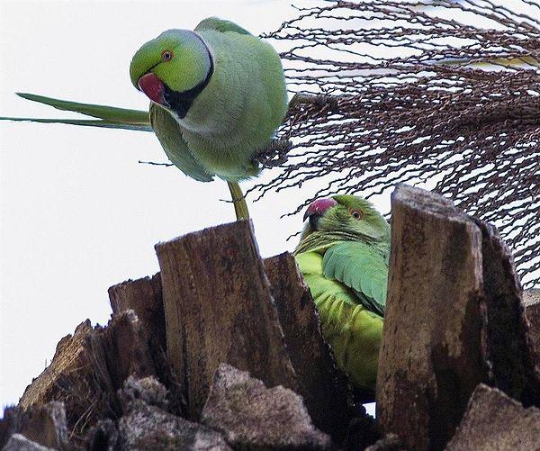 Doğaya zarar verdikleri ve istilacı bir tür oldukları için uzun süredir itlaf edilmeleri söz konusu olan yeşil papağanların ülke faunasını tehdit ettiği düşünülürken, yerli türlere zararlı olduğu söyleniyor.