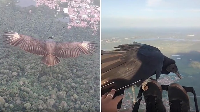 Yamaç Paraşütçüsü ile Birlikte Uçan Ardından da Ayağına Konan Akbabanın Muhteşem Anları