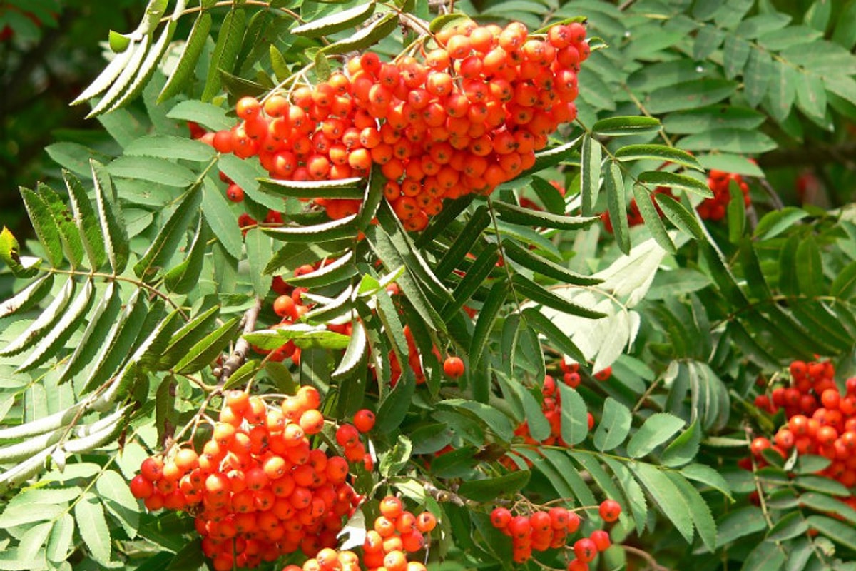 Рябина обыкновенная чем полезна. Рябина обыкновенная Sorbus aucuparia. Рябина обыкновенная (кустовая) Sorbus aucuparia. Рябина обыкновенная кустовая. Рябина обыкновенная "Вефед".