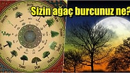 Doğum Ayınıza Göre Kişiliğinizi Yansıtan Ağaç Burcunuz Ne?