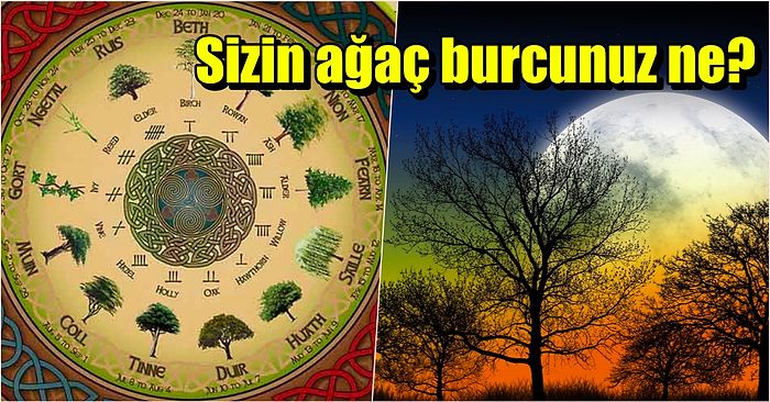 Doğum Ayınıza Göre Kişiliğinizi Yansıtan Ağaç Burcunuz Ne?